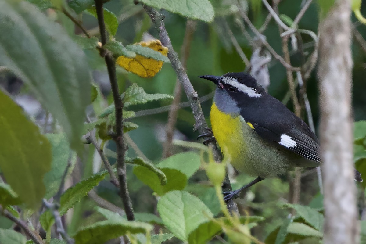 banansmett (portoricensis gr.) - ML645645350