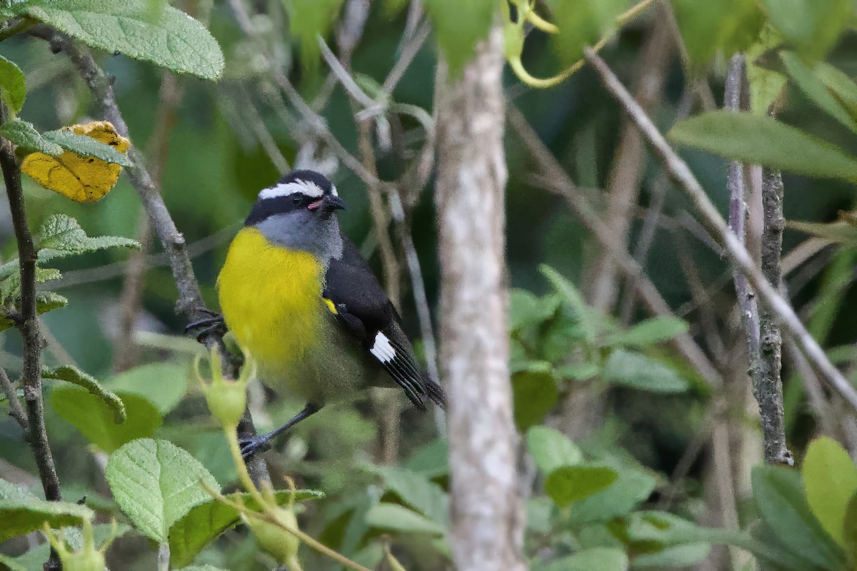 banansmett (portoricensis gr.) - ML645645352