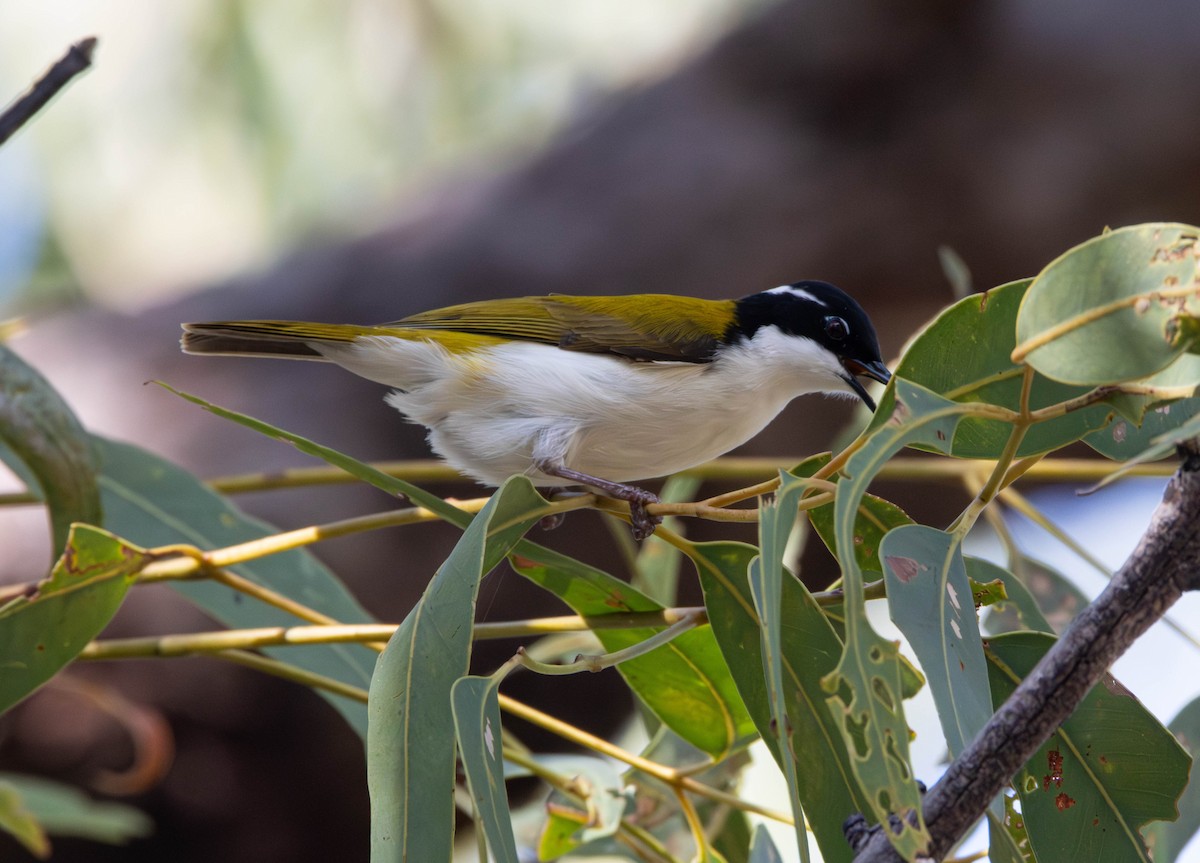 hvitstrupehonningeter - ML645645353