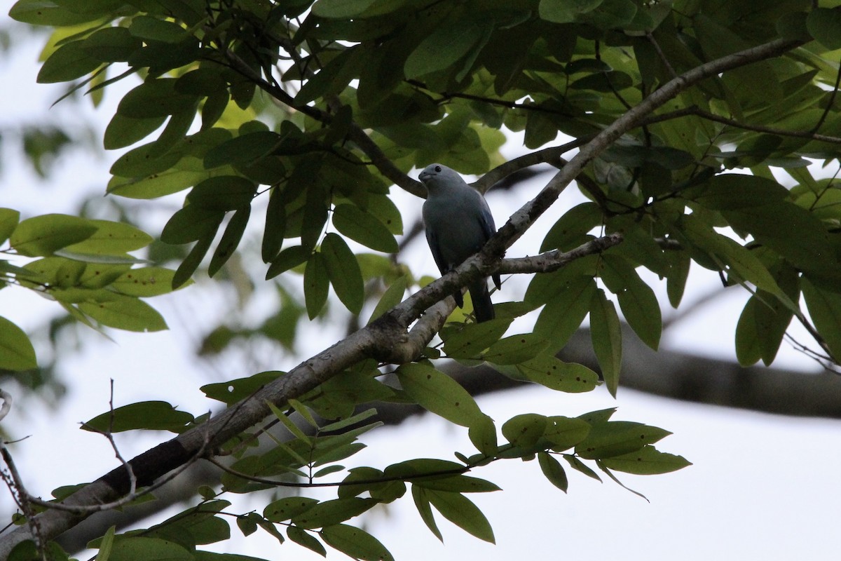 bispetanagar - ML645645354