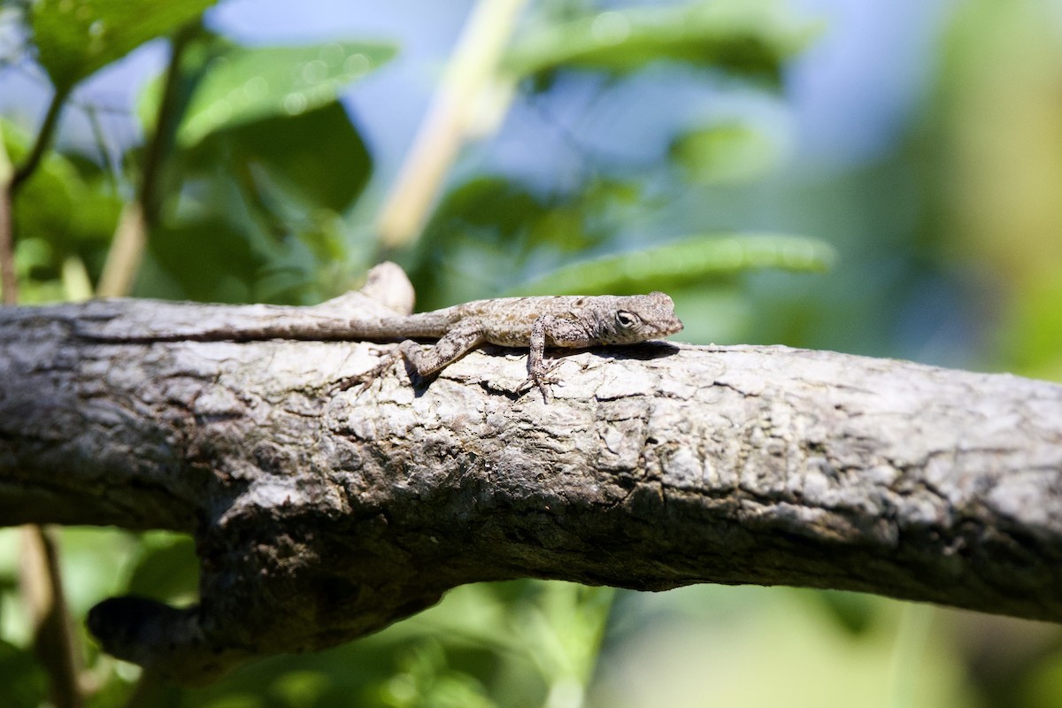 Brown Anole - ML645645356
