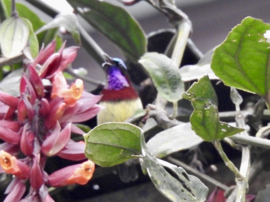 Crimson-backed Sunbird - ML645645360