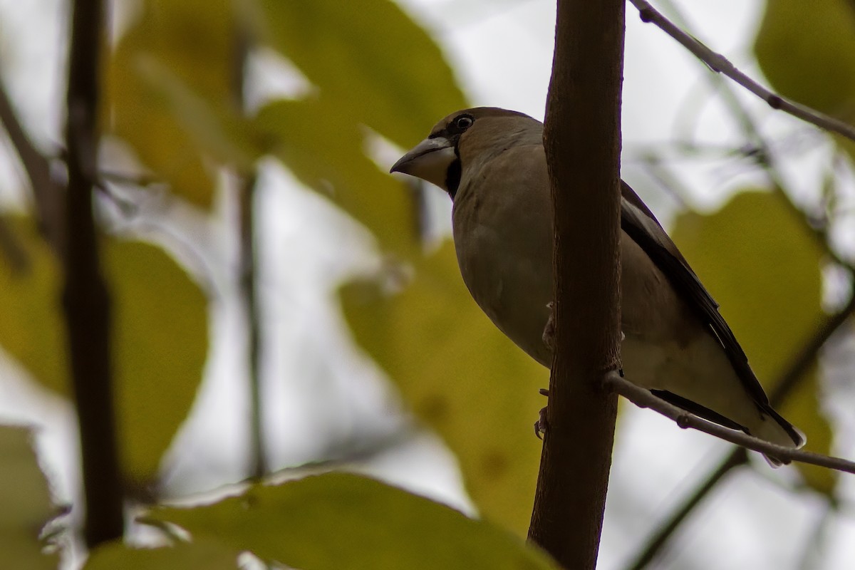Hawfinch - ML645645369