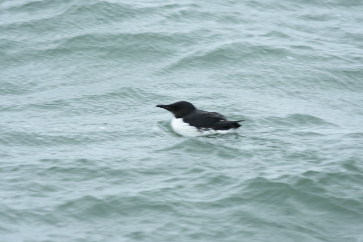 Толстоклювая кайра - ML645645374