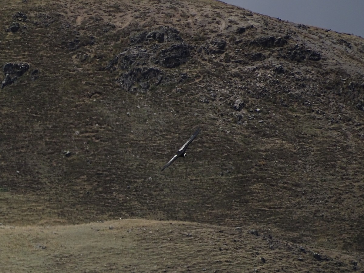 Andean Condor - ML645645391