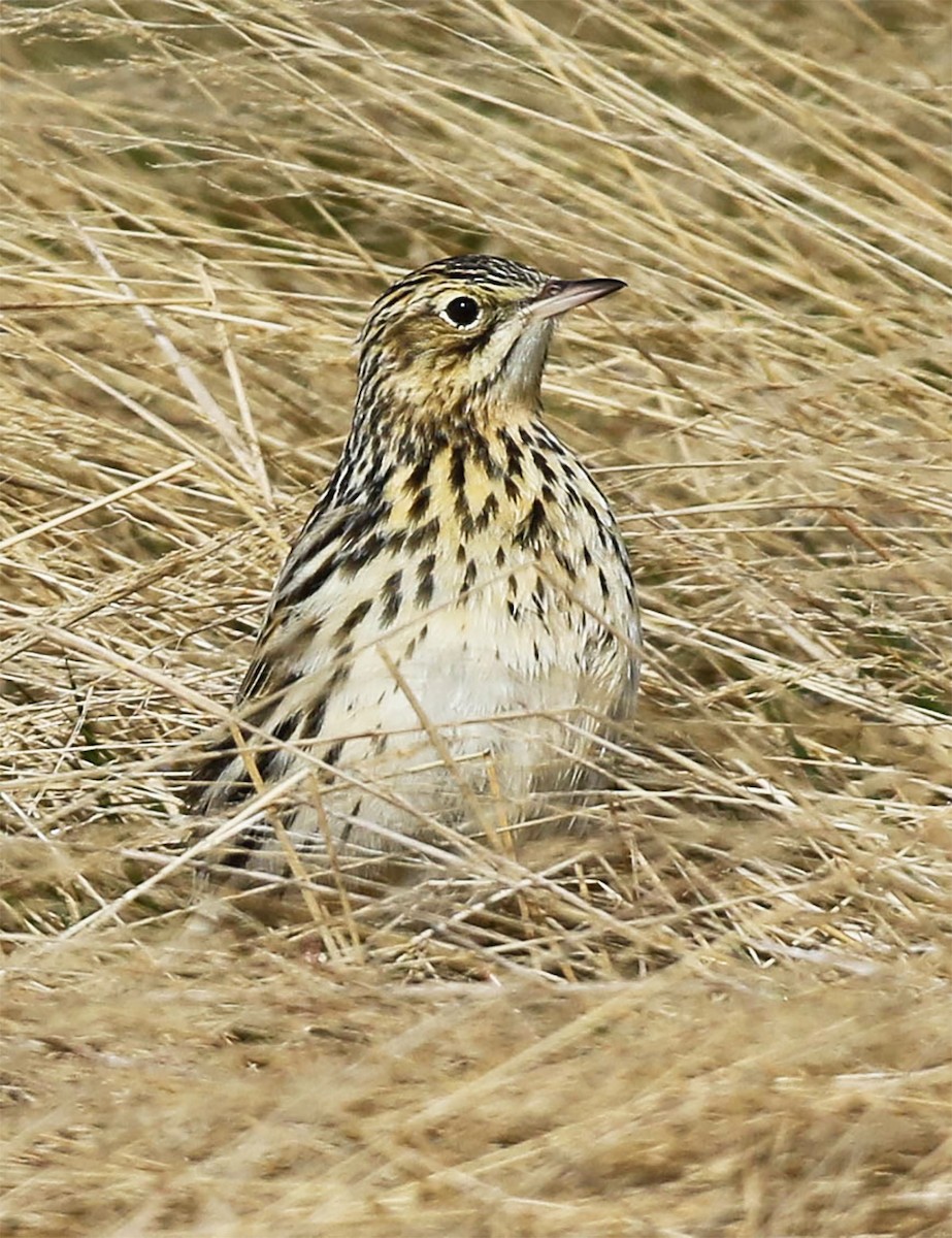 Correndera Pipit - ML645645392