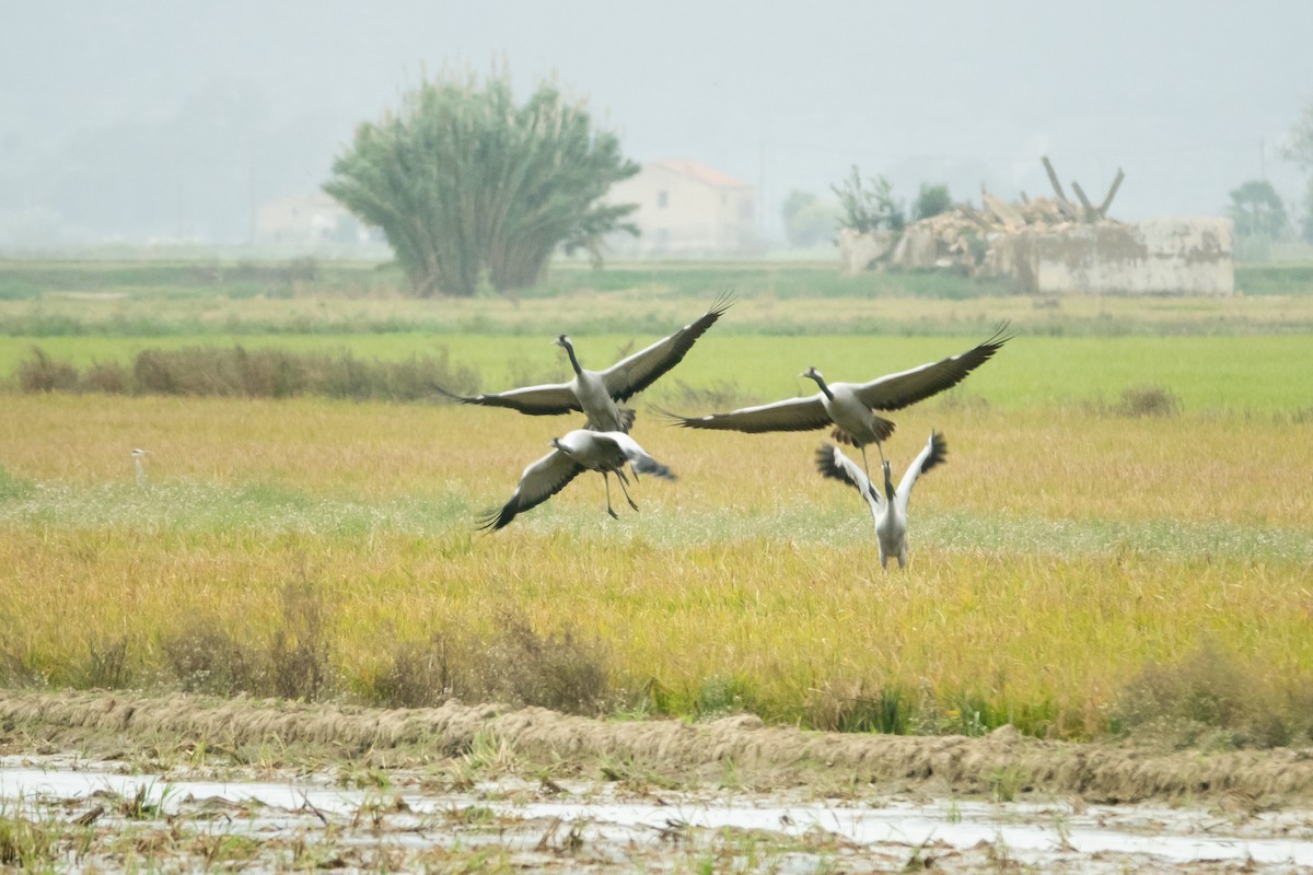 jeřáb popelavý - ML645645393