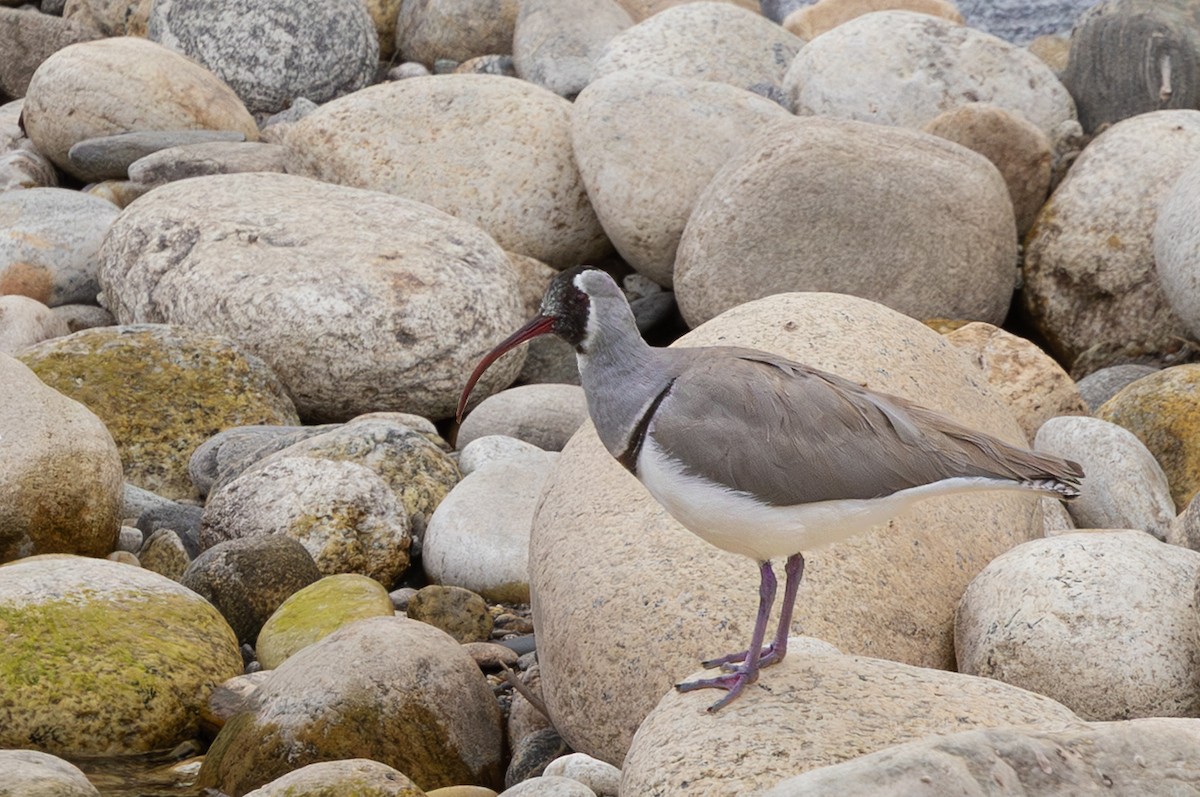 Ibisbill - ML645645394