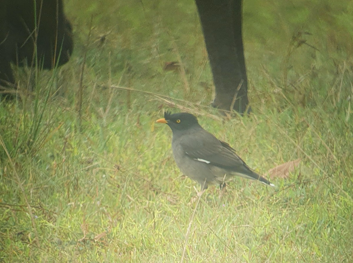 Jungle Myna - ML645645405