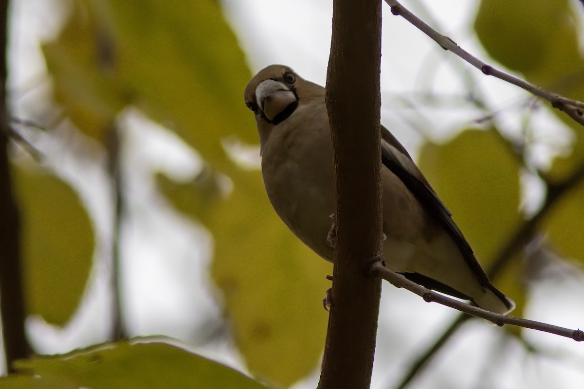 Hawfinch - ML645645408