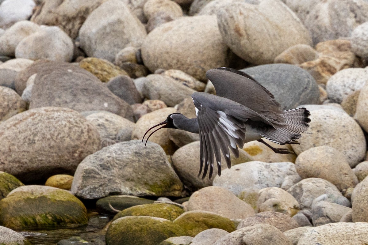 トキハシゲリ - ML645645410
