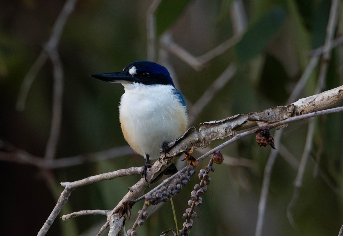 Forest Kingfisher - ML645645411