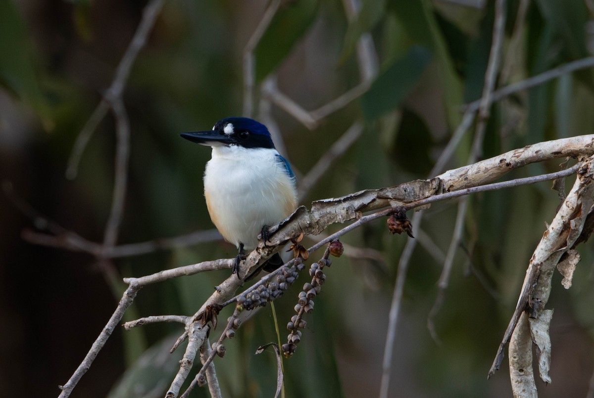 モリショウビン - ML645645412