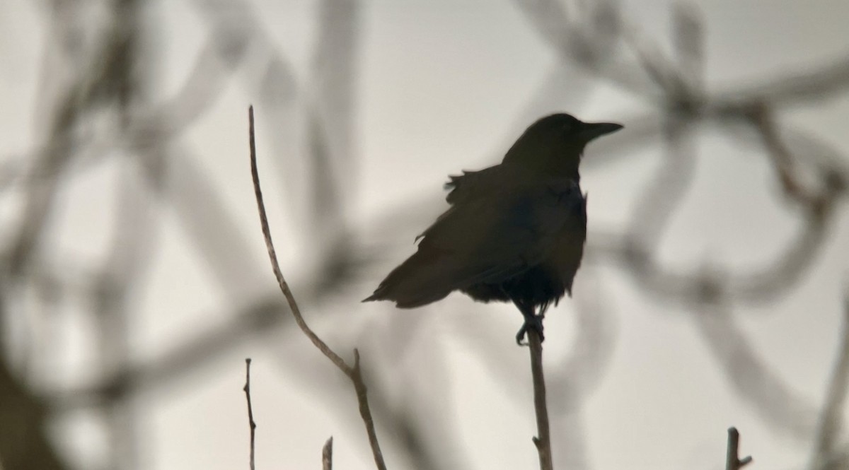 American Crow - ML645645414