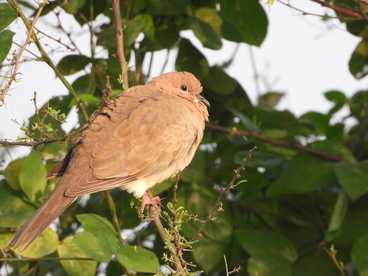 ワライバト - ML645645415