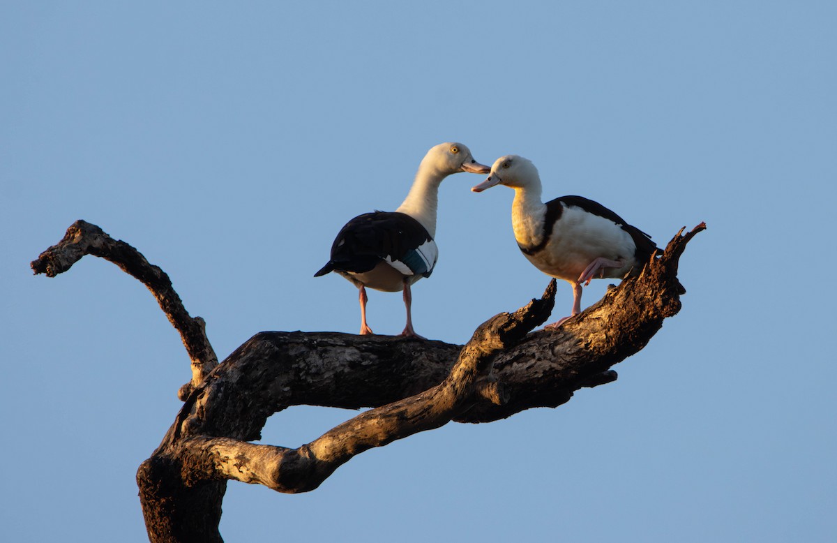 シロガシラツクシガモ - ML645645417