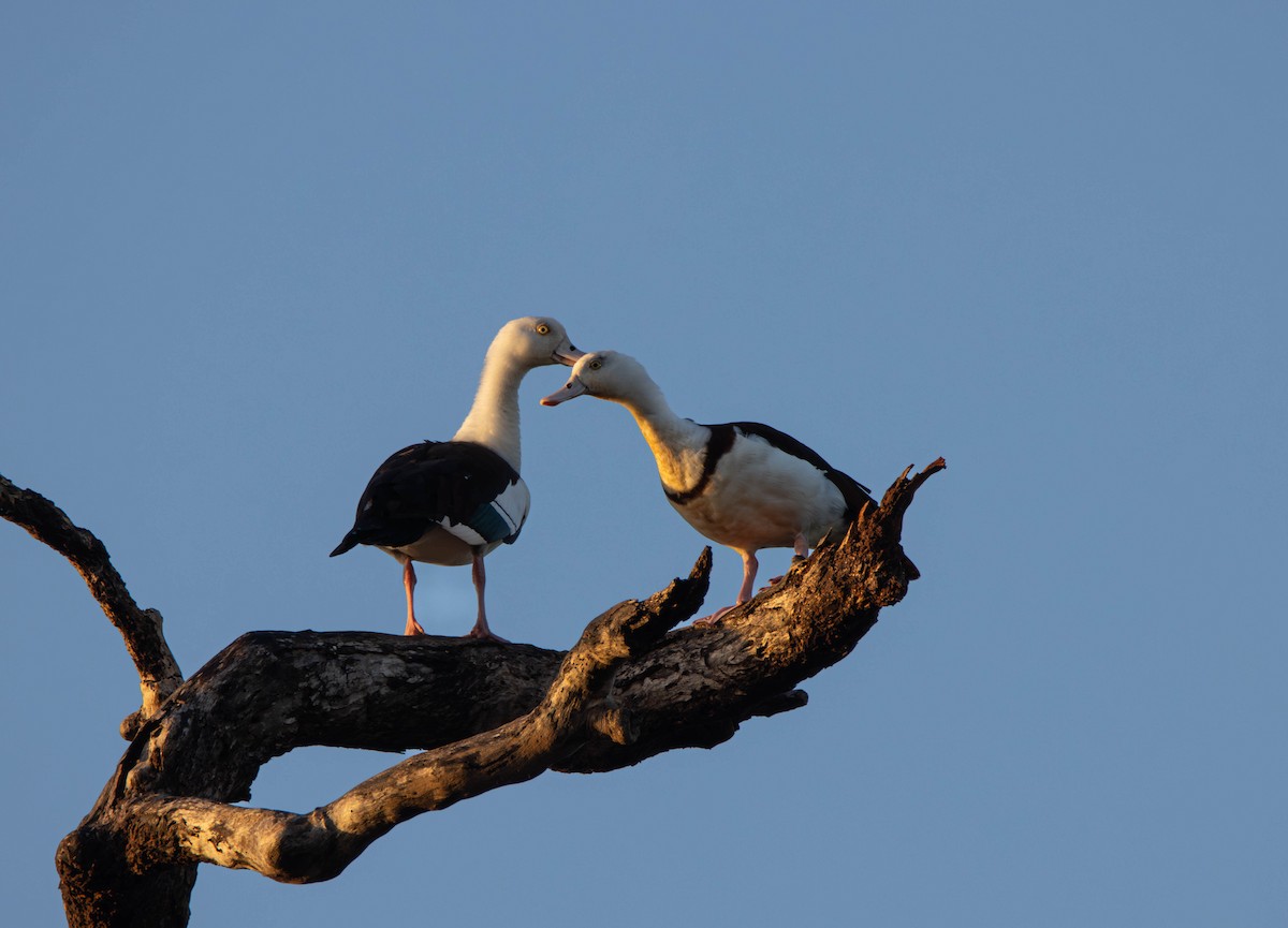 シロガシラツクシガモ - ML645645418