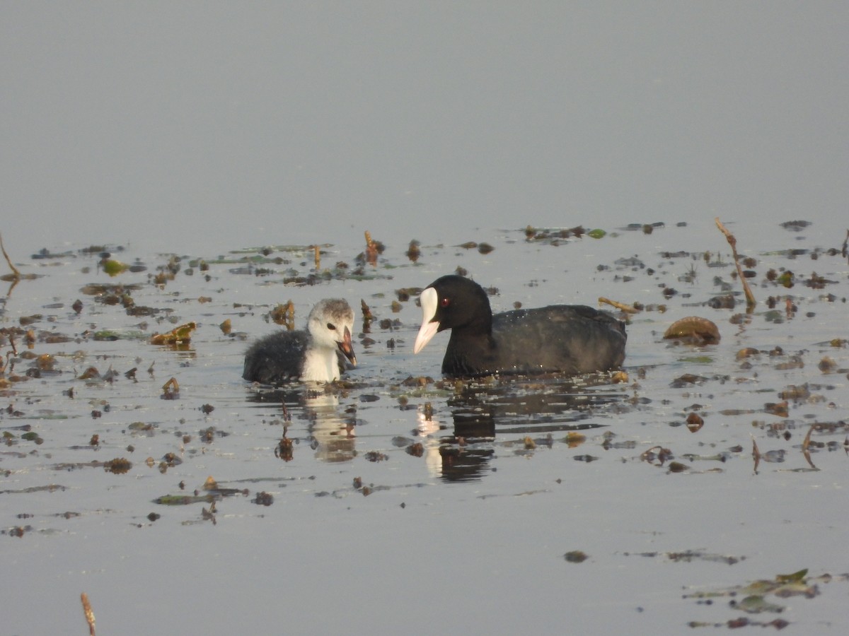 オオバン - ML645645419