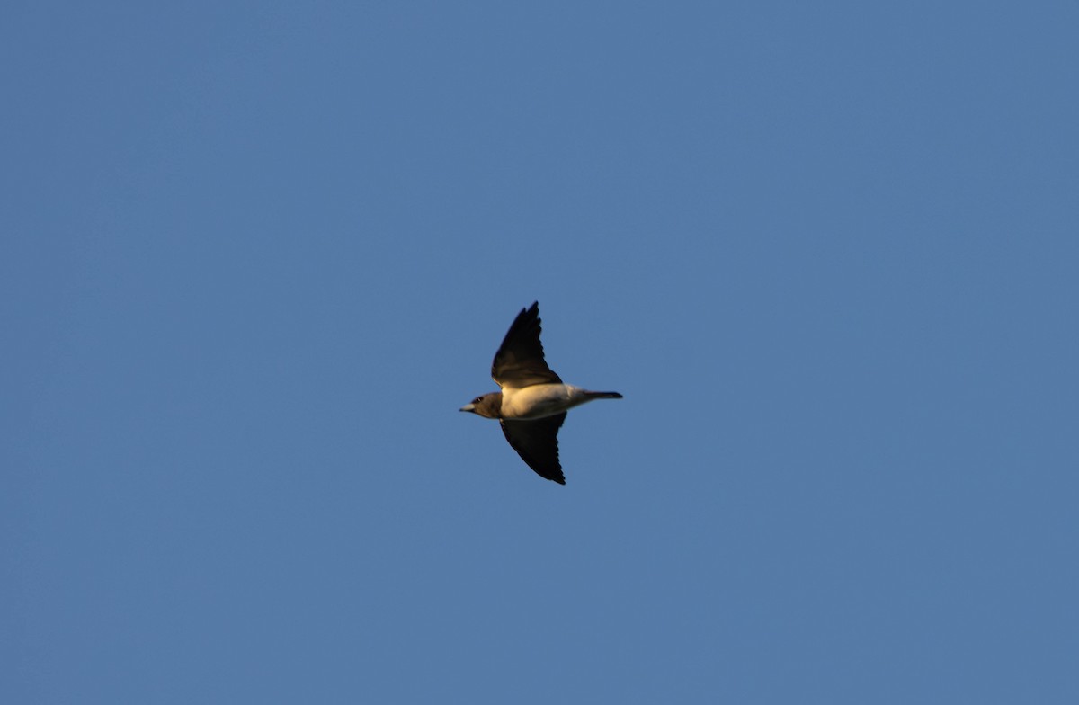 モリツバメ - ML645645420