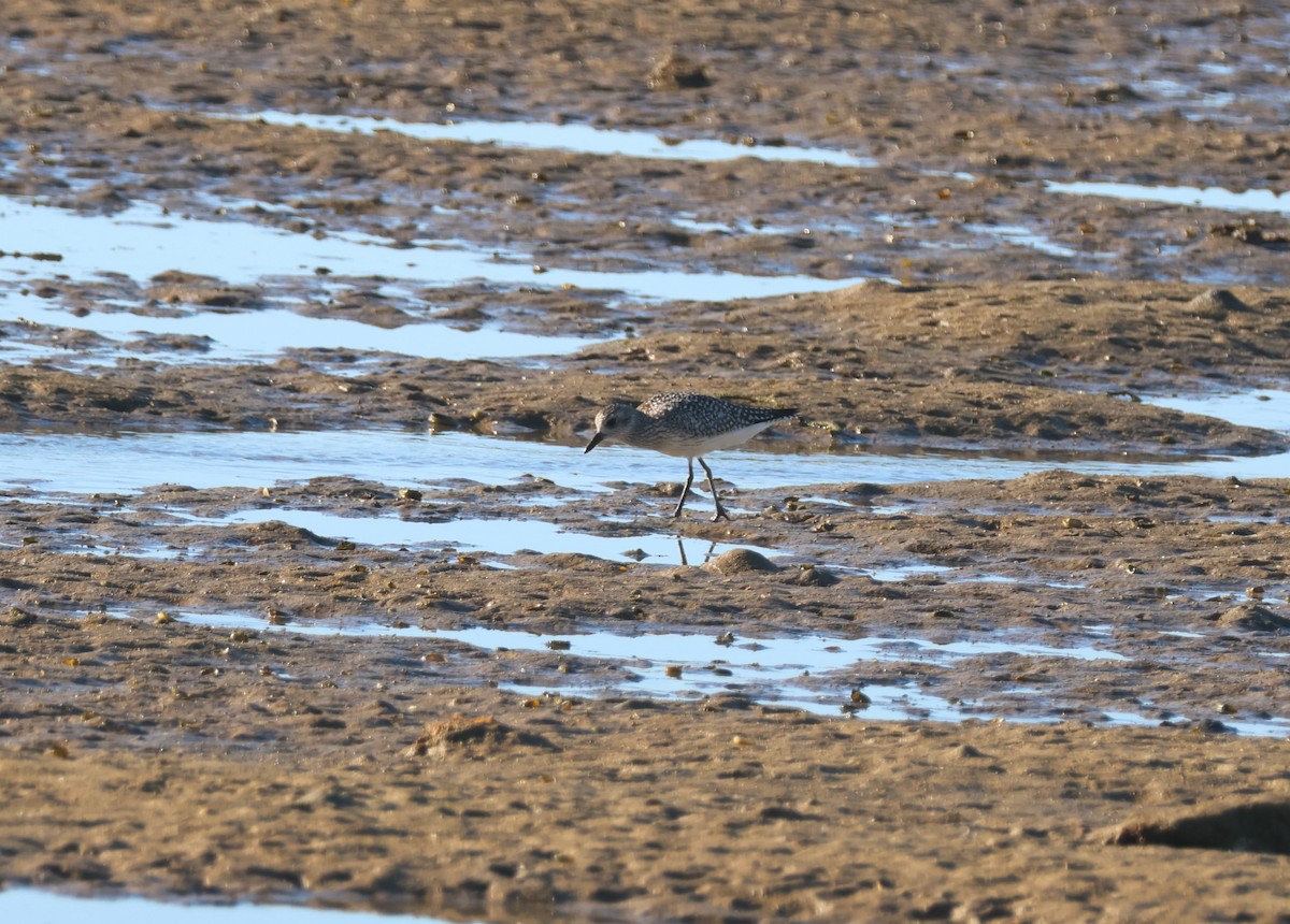 ダイゼン - ML645645421