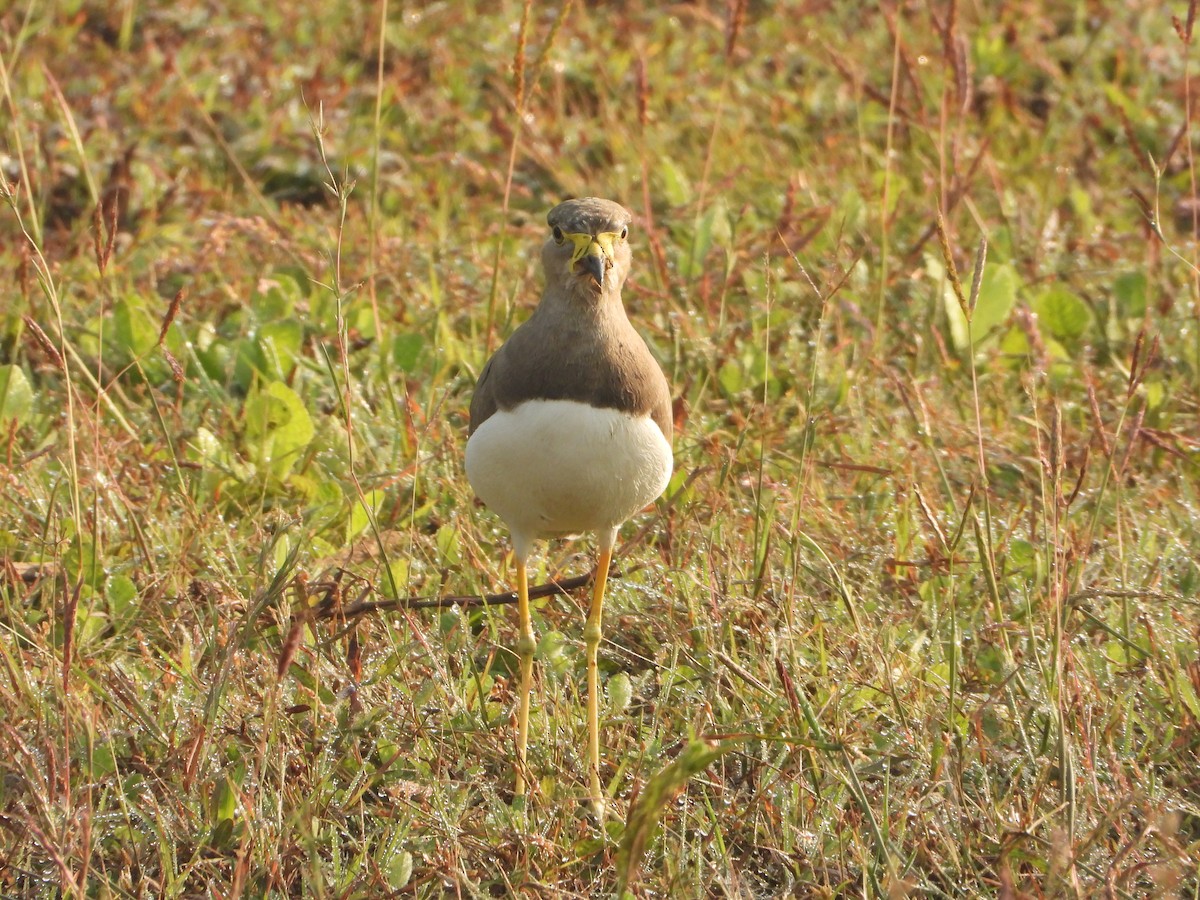 キトサカゲリ - ML645645424
