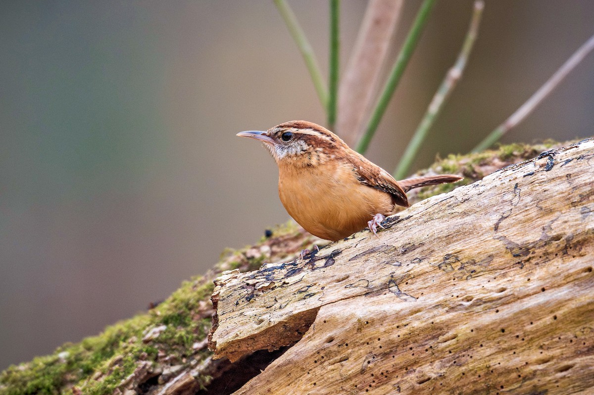 チャバラマユミソサザイ - ML645645425