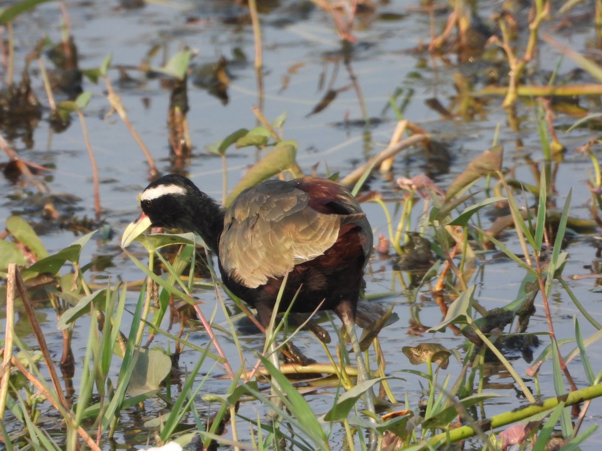 アジアレンカク - ML645645426