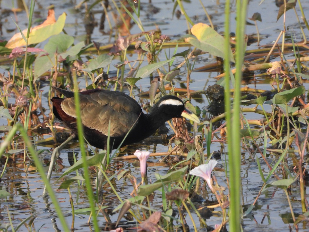 アジアレンカク - ML645645427
