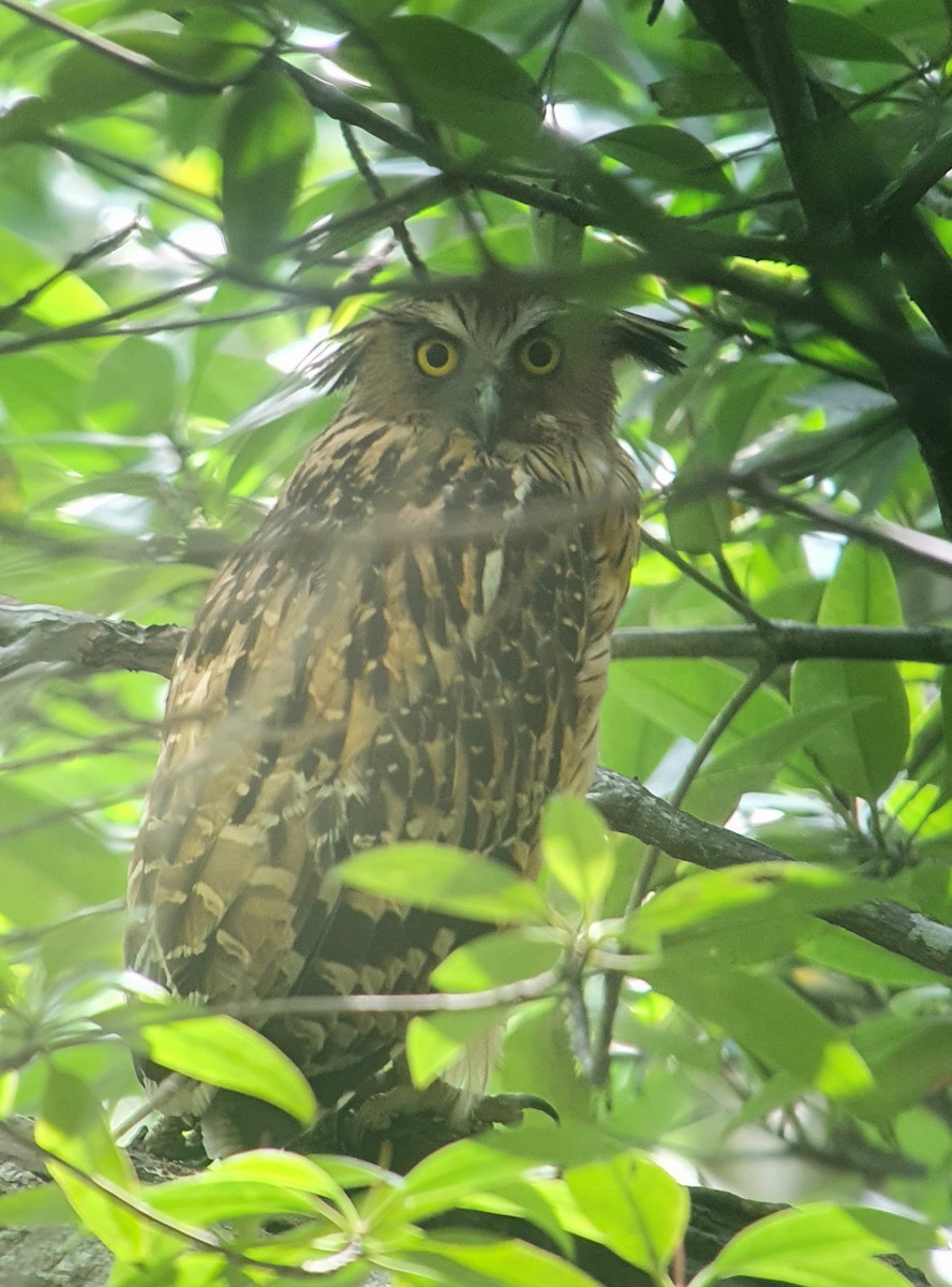 マレーウオミミズク - ML645645428