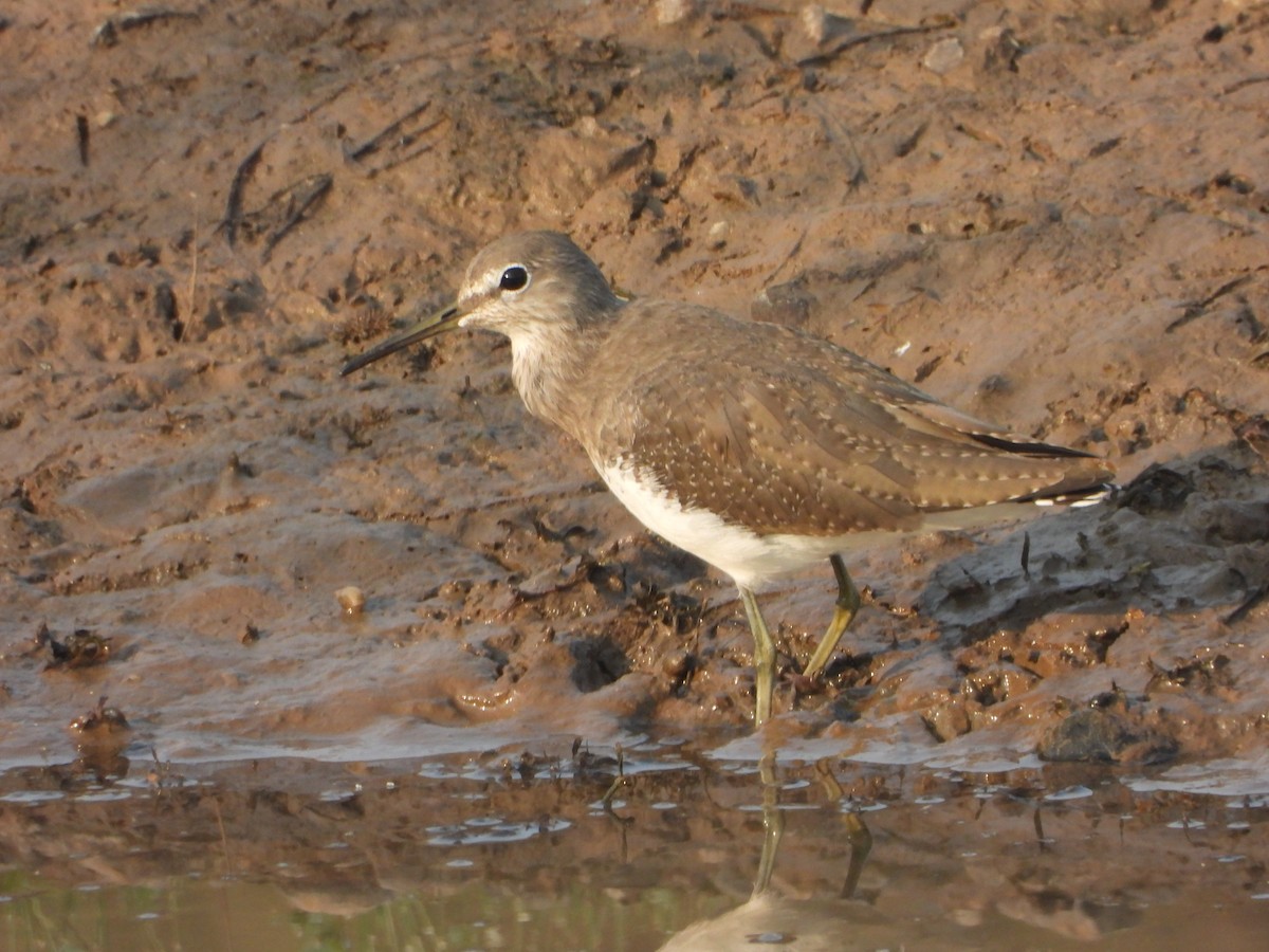 クサシギ - ML645645430