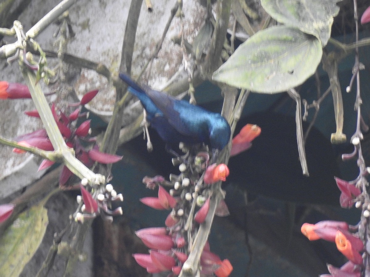 ムラサキタイヨウチョウ - ML645645434