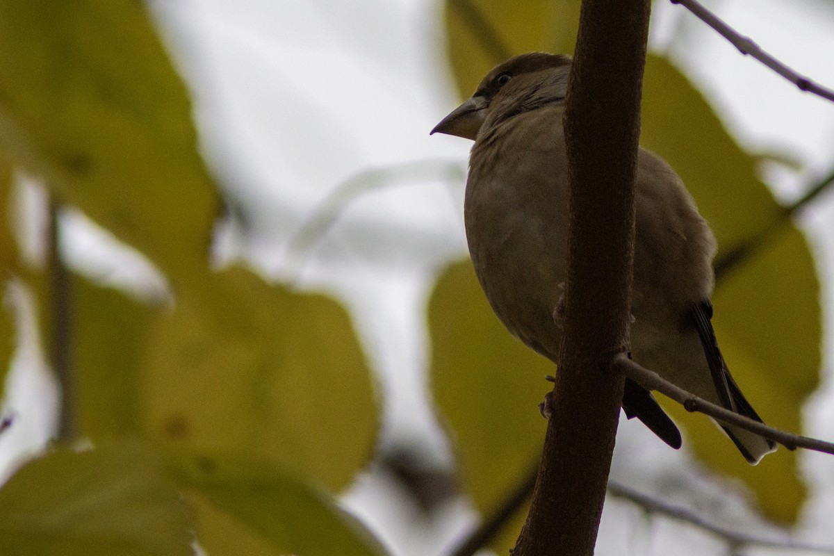 シメ - ML645645435