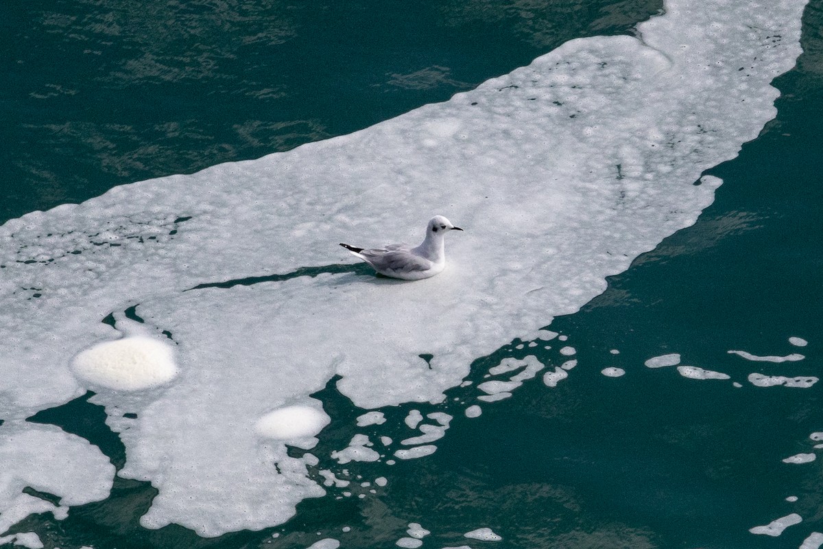 ボナパルトカモメ - ML645645437