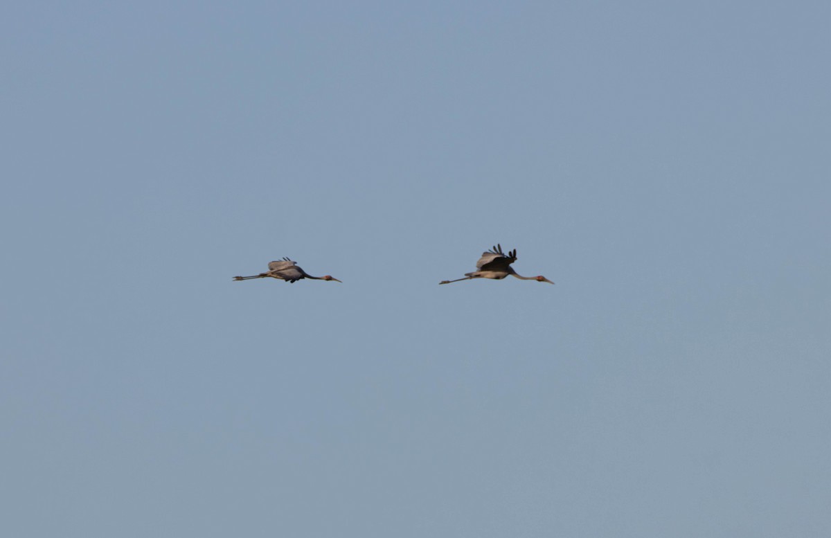 オーストラリアヅル - ML645645446