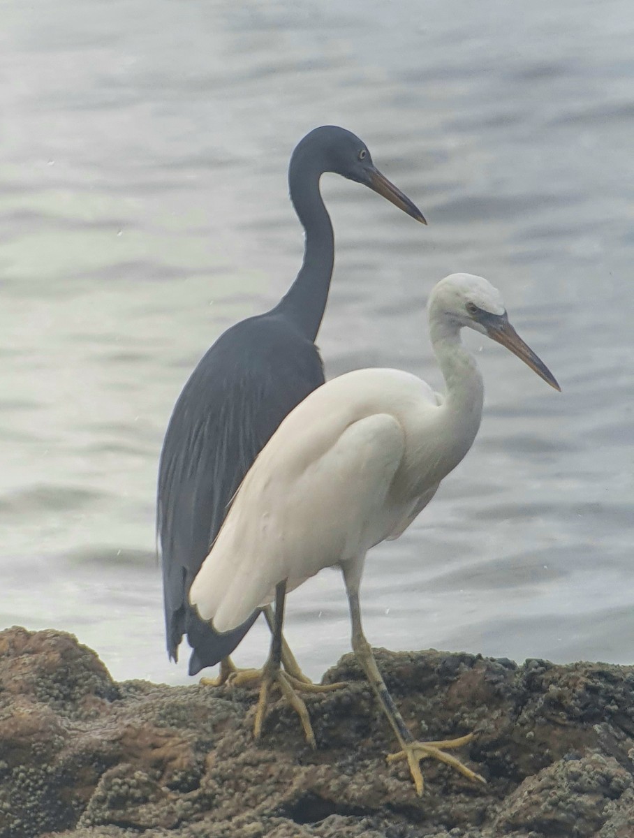 クロサギ - ML645645447