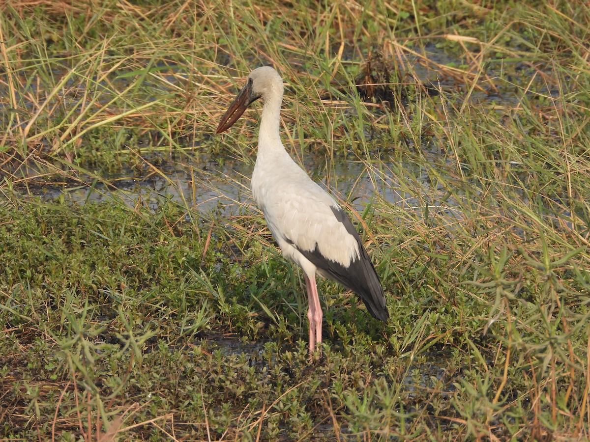 スキハシコウ - ML645645448