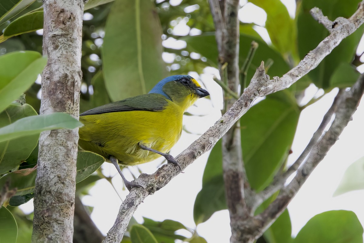 Puerto Rican Euphonia - ML645645449