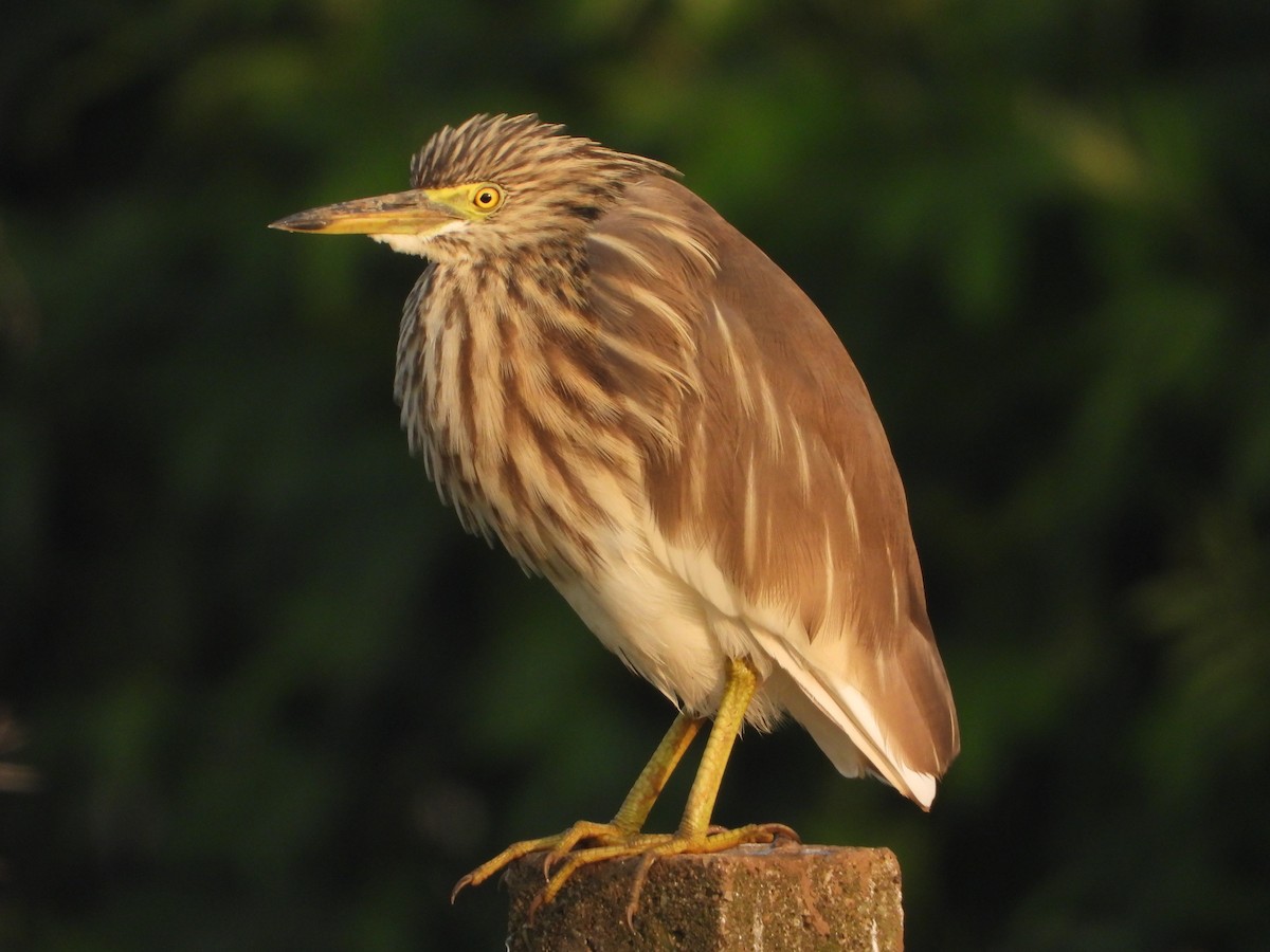 Indian Pond-Heron - ML645645456