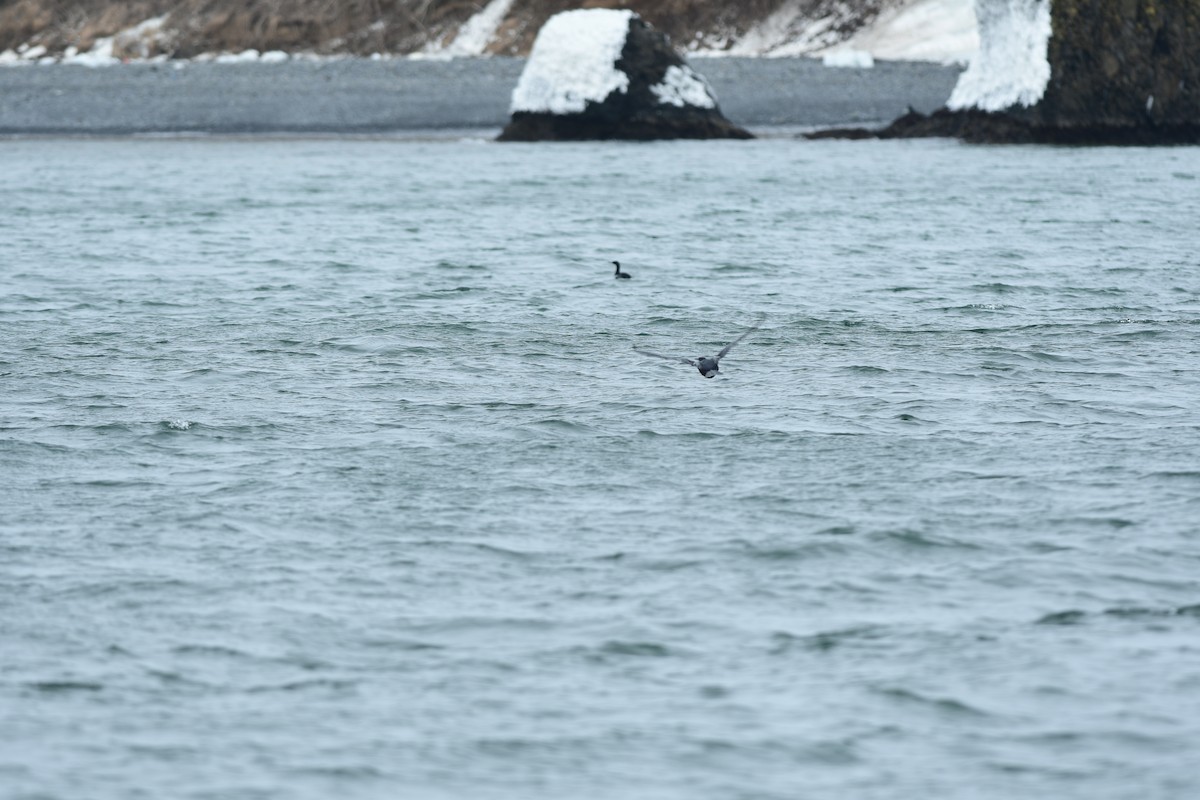 rødmaskeskarv - ML645645461