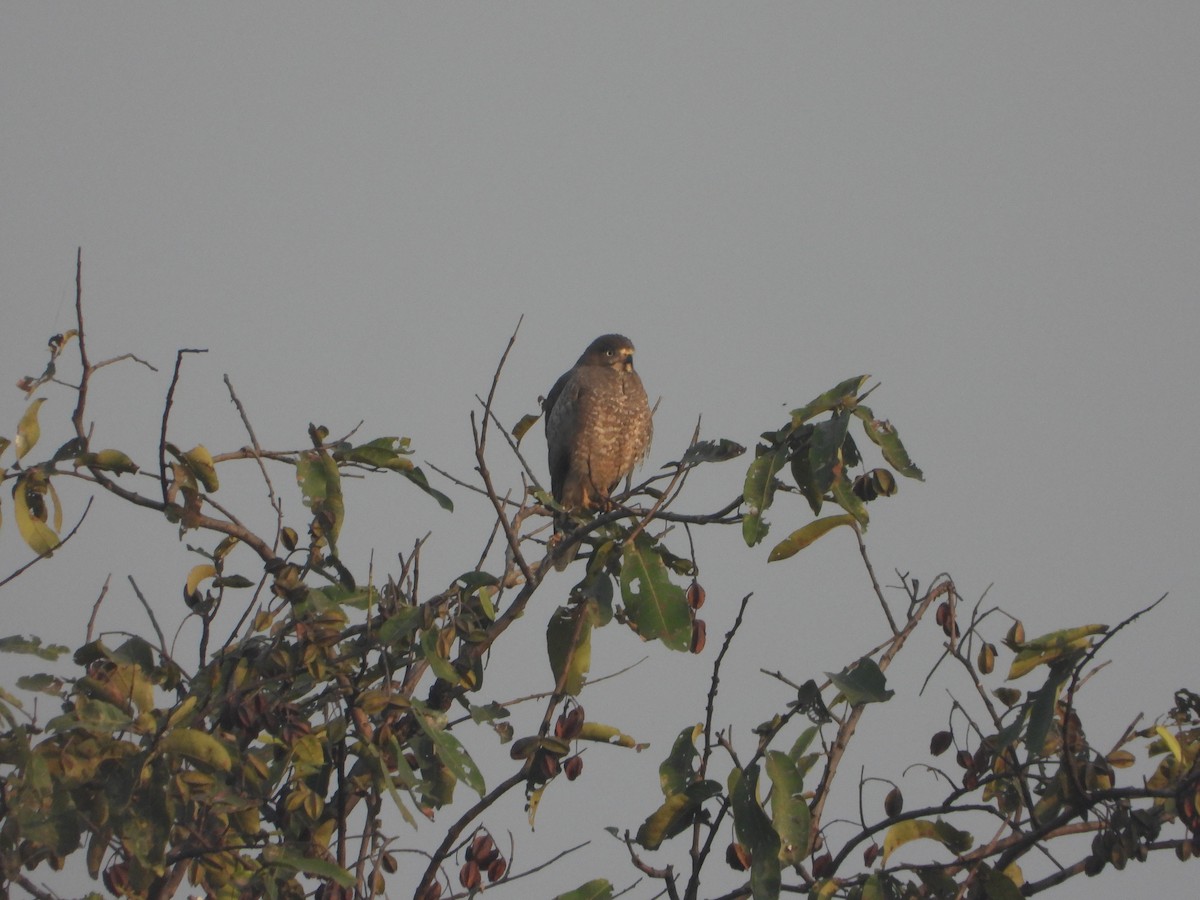 White-eyed Buzzard - ML645645466