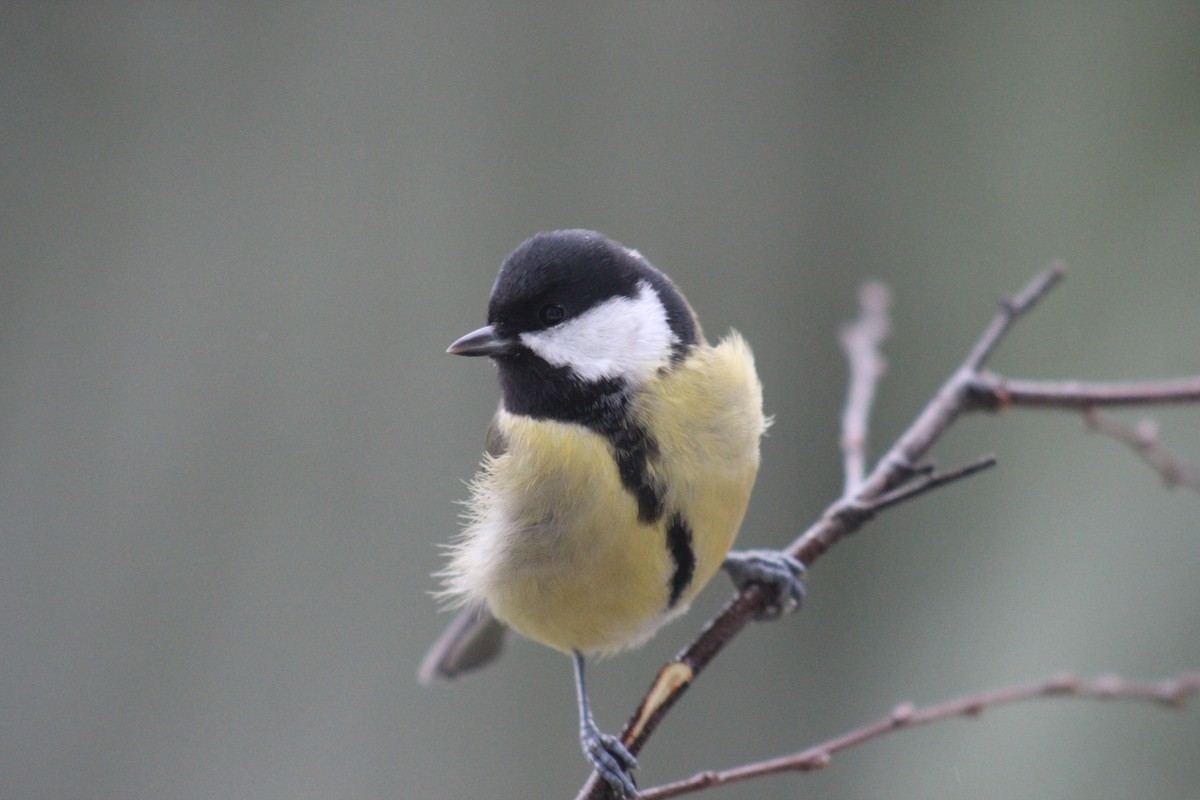 Great Tit - ML645645467