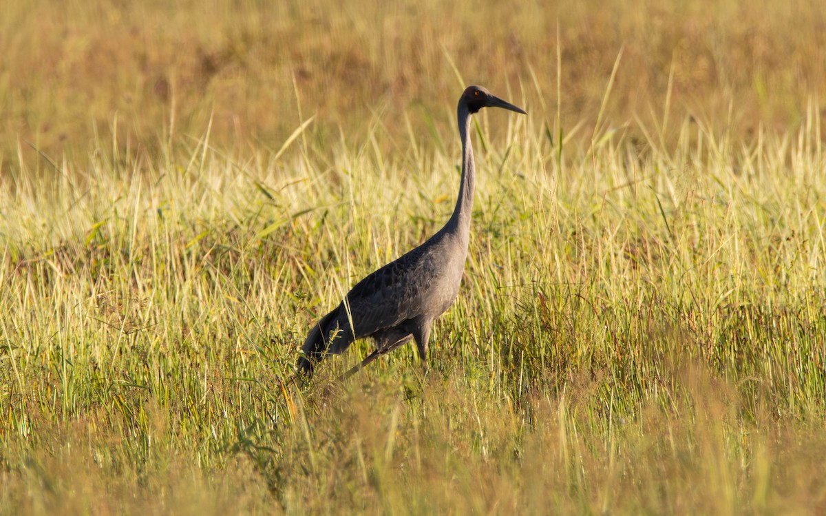 Brolga - ML645645468