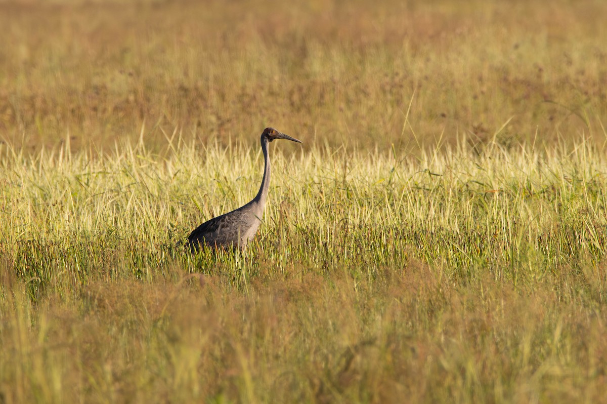 Brolga - ML645645469