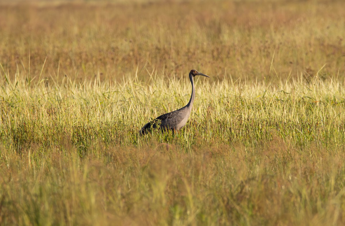 Brolga - ML645645470
