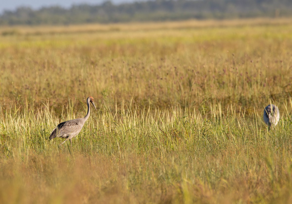 Brolga - ML645645471