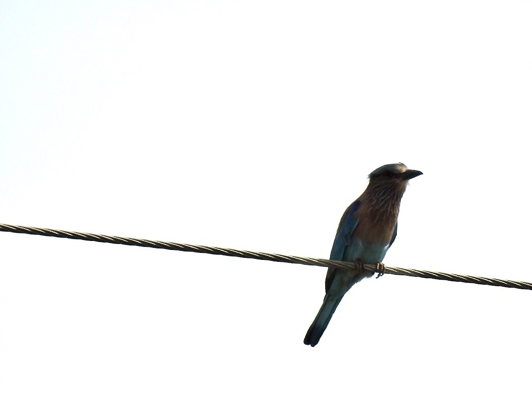 Indian Roller - ML645645472