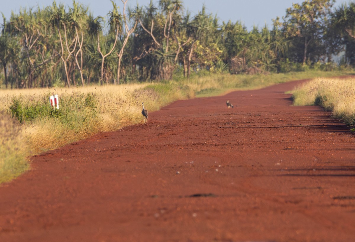 Australian Bustard - ML645645473