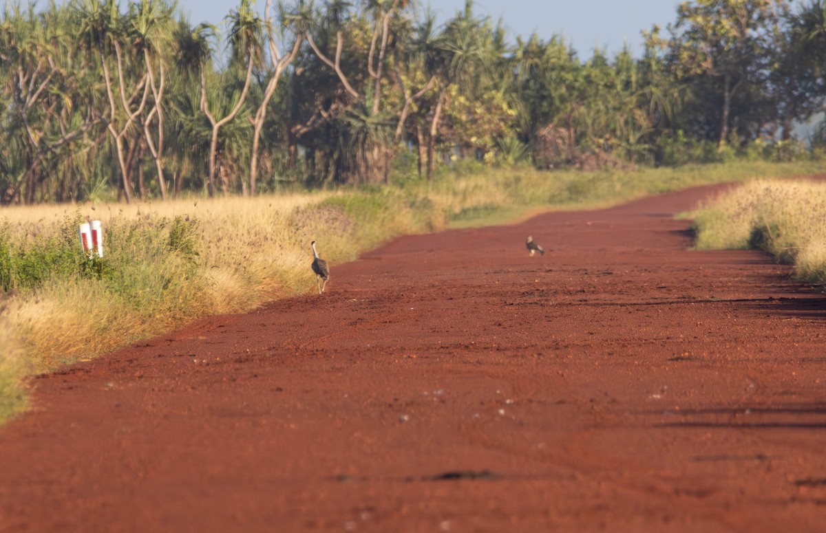 Australian Bustard - ML645645474