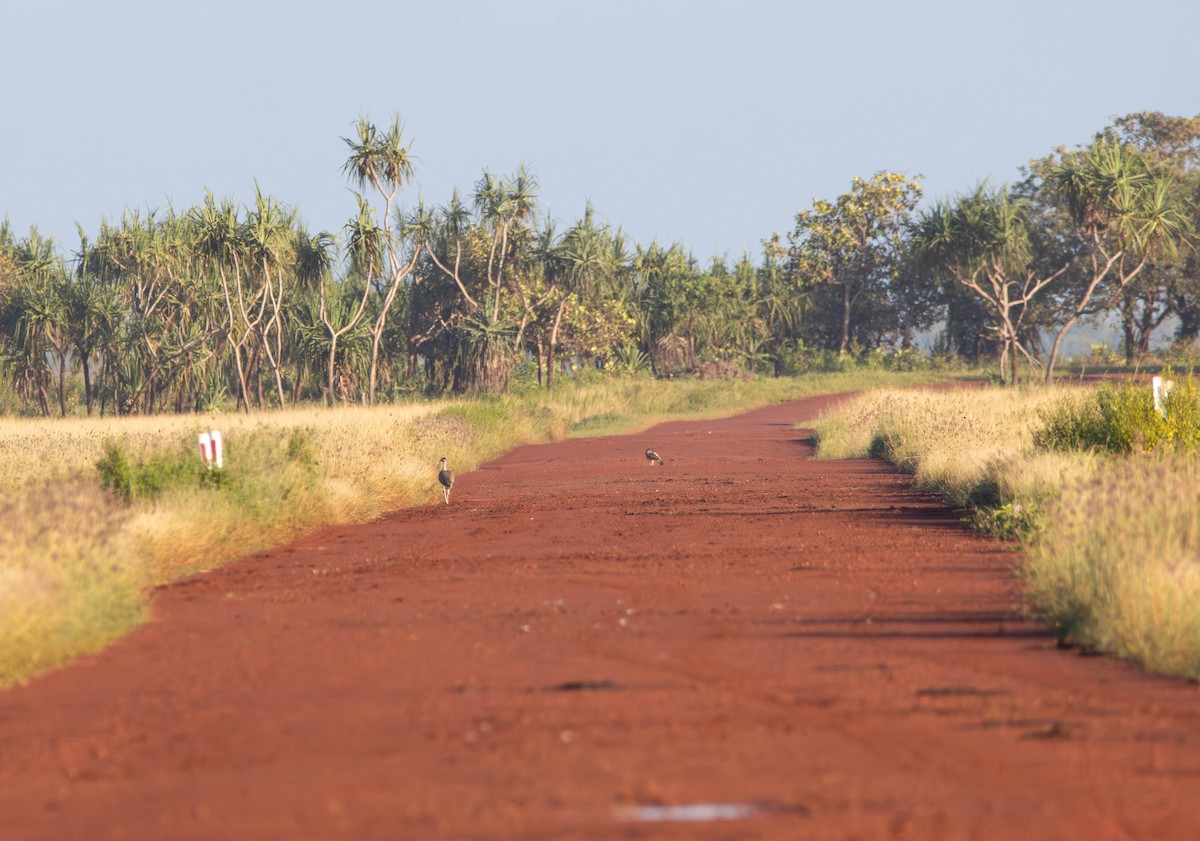 Australian Bustard - ML645645475