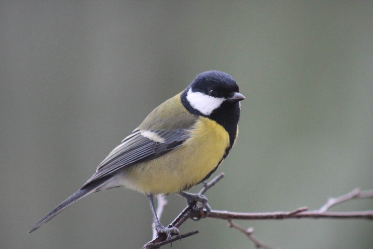 Great Tit - ML645645476